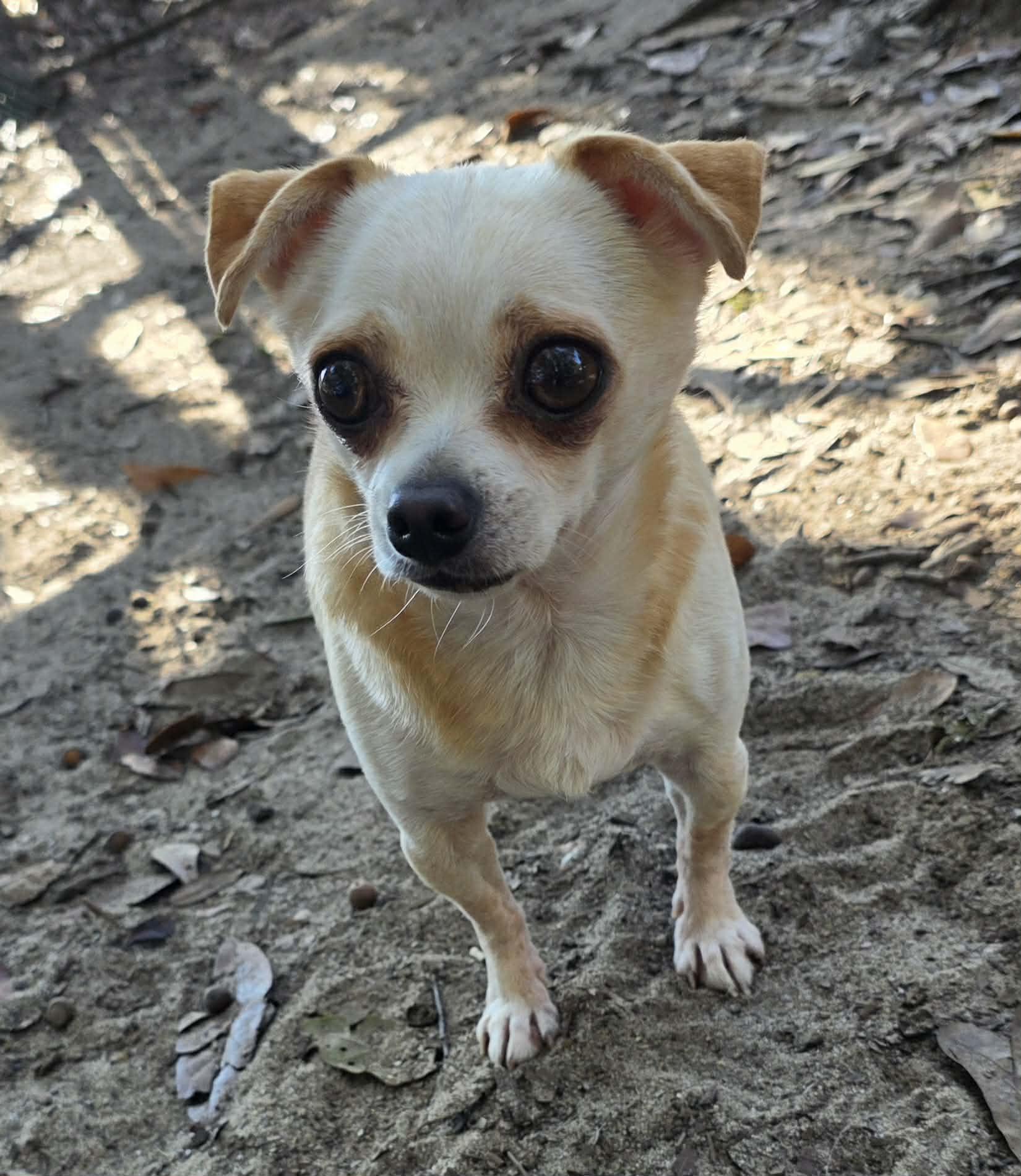 Enlarge Lottie, a ADOPTABLE Chihuahua in Milton, FL image 1/5