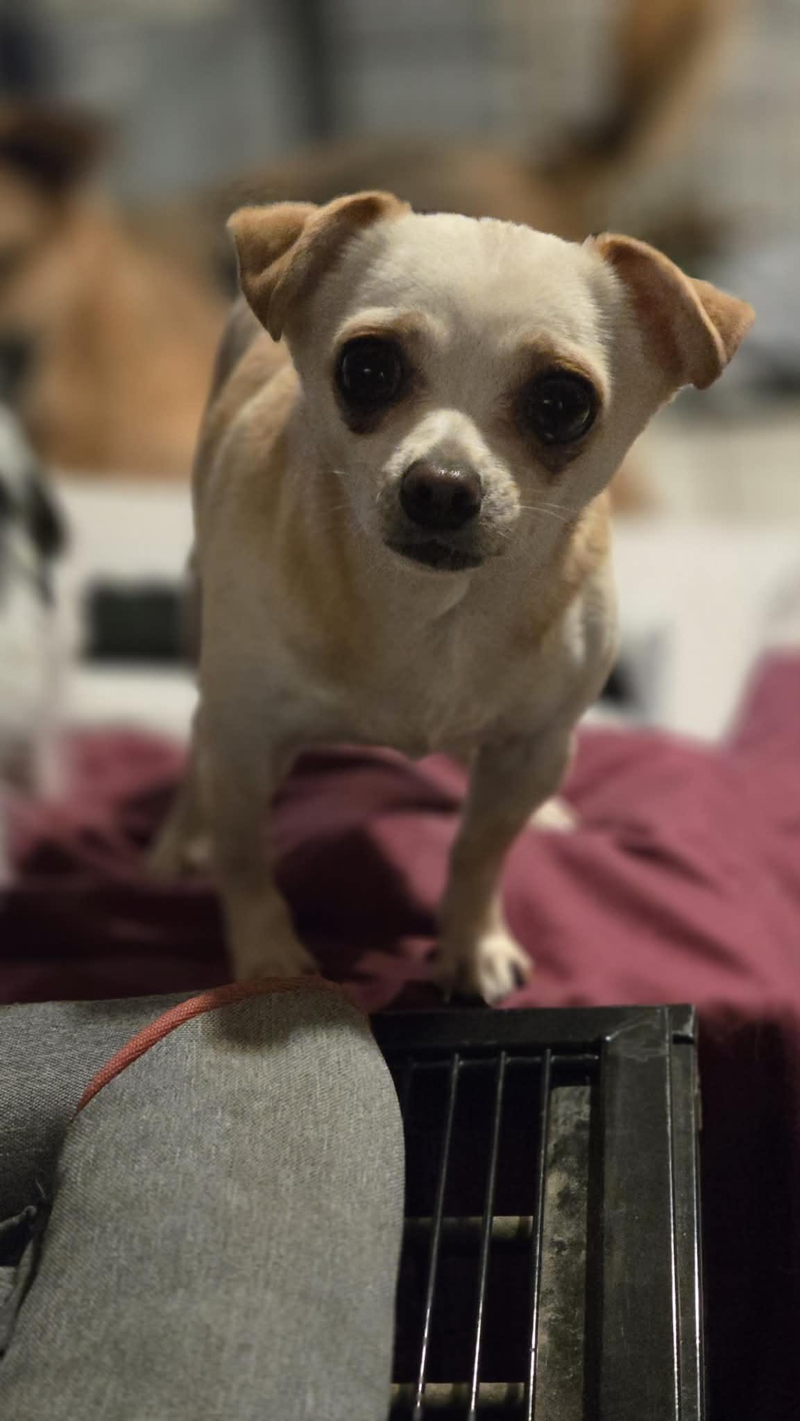 Enlarge Lottie, a ADOPTABLE Chihuahua in Milton, FL image 4/5