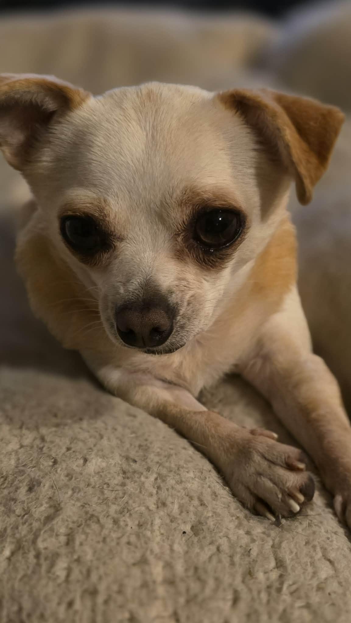 Enlarge Lottie, a ADOPTABLE Chihuahua in Milton, FL image 2/5