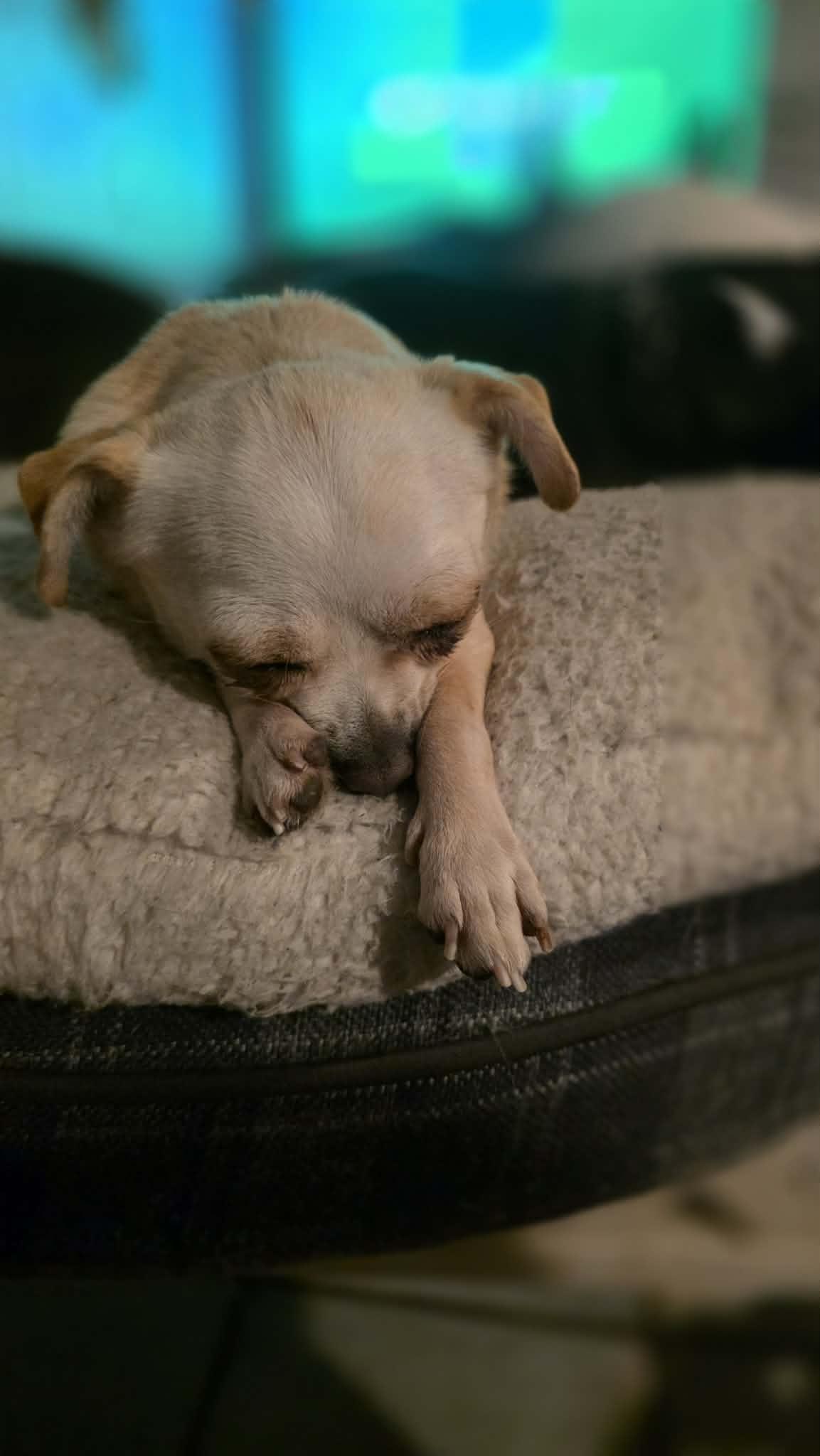 Enlarge Lottie, a ADOPTABLE Chihuahua in Milton, FL image 3/5