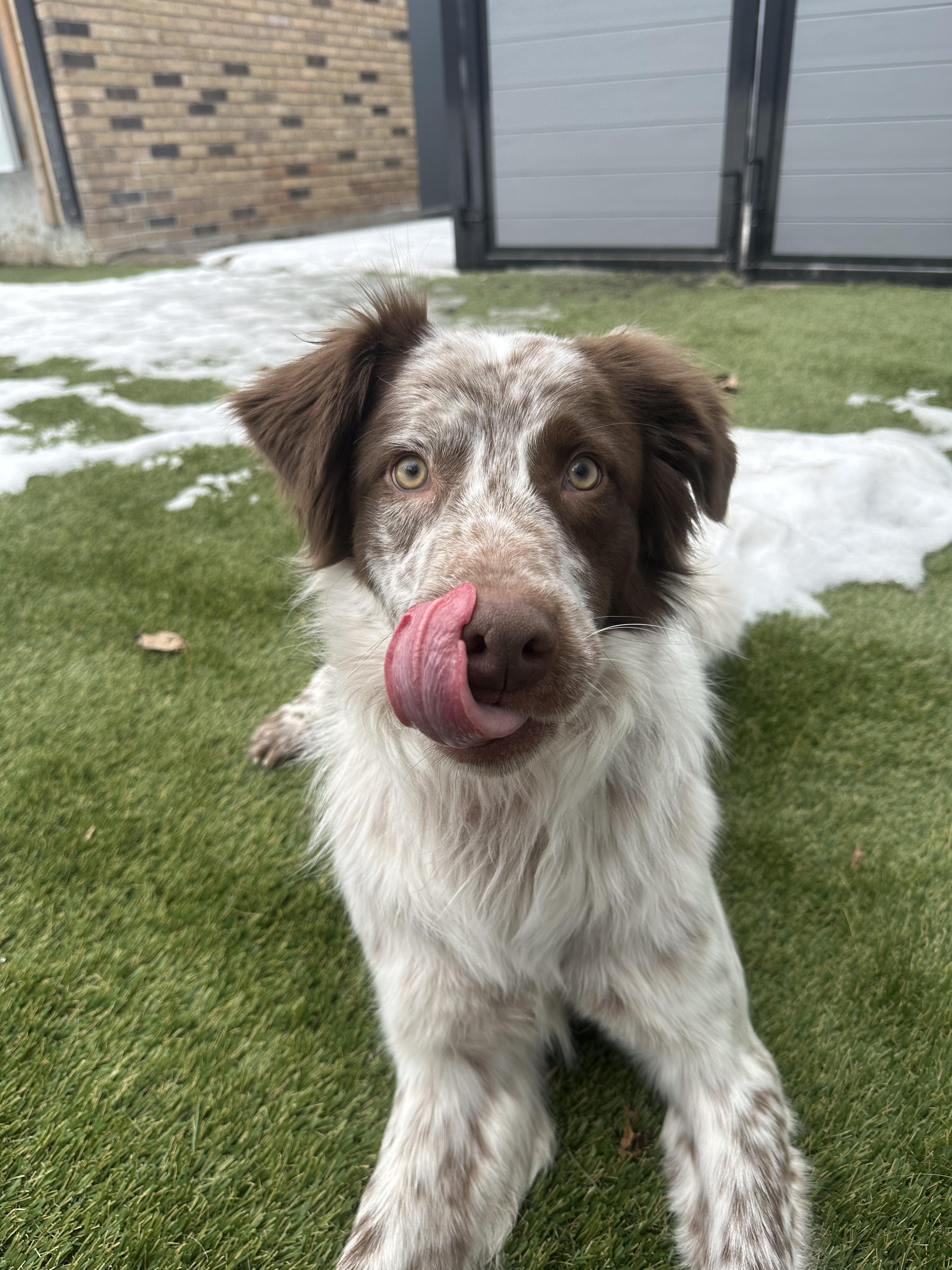 Enlarge Millie, a Adoptable mixed breed in Aurora, ON image 3/6
