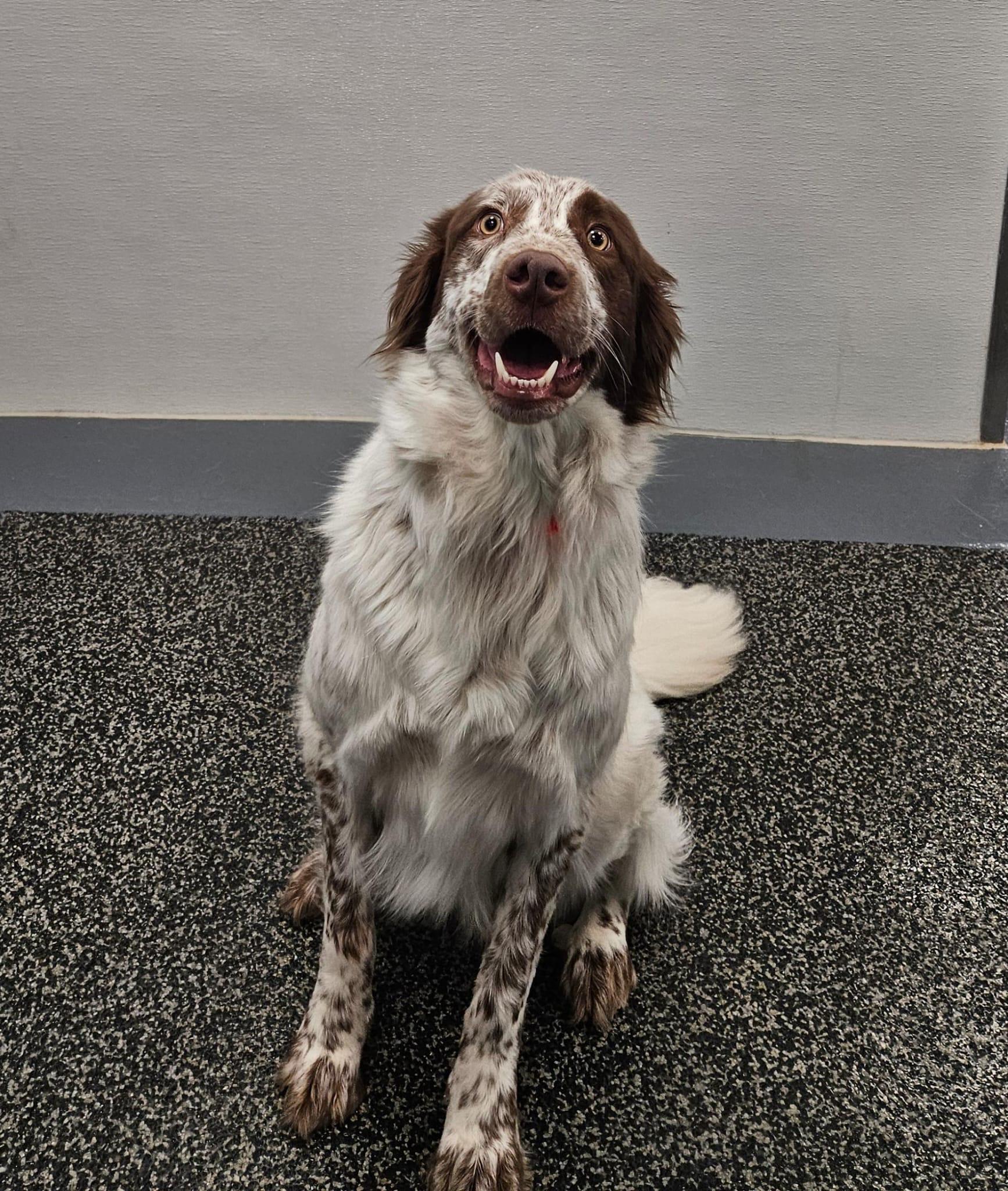 Enlarge Millie, a Adoptable mixed breed in Aurora, ON image 6/6
