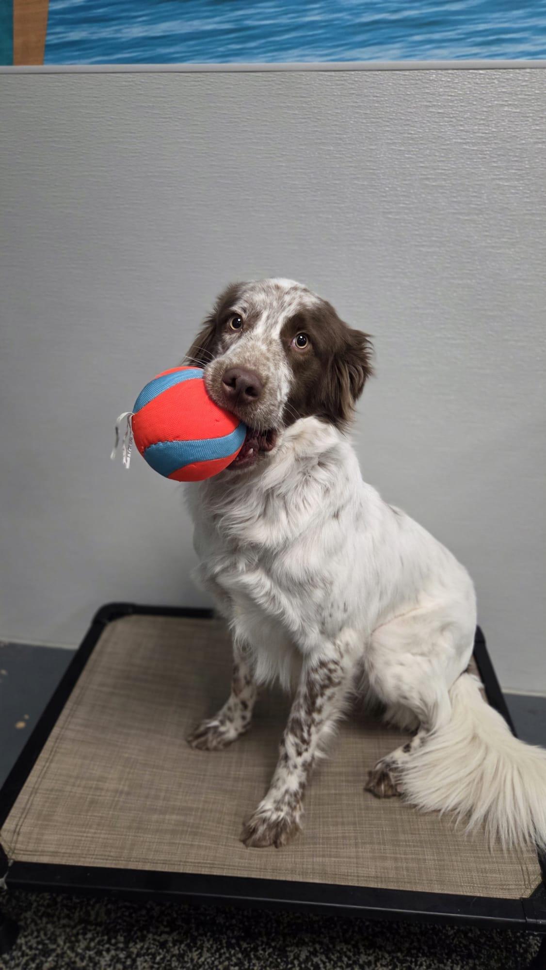 Enlarge Millie, a Adoptable mixed breed in Aurora, ON image 2/6