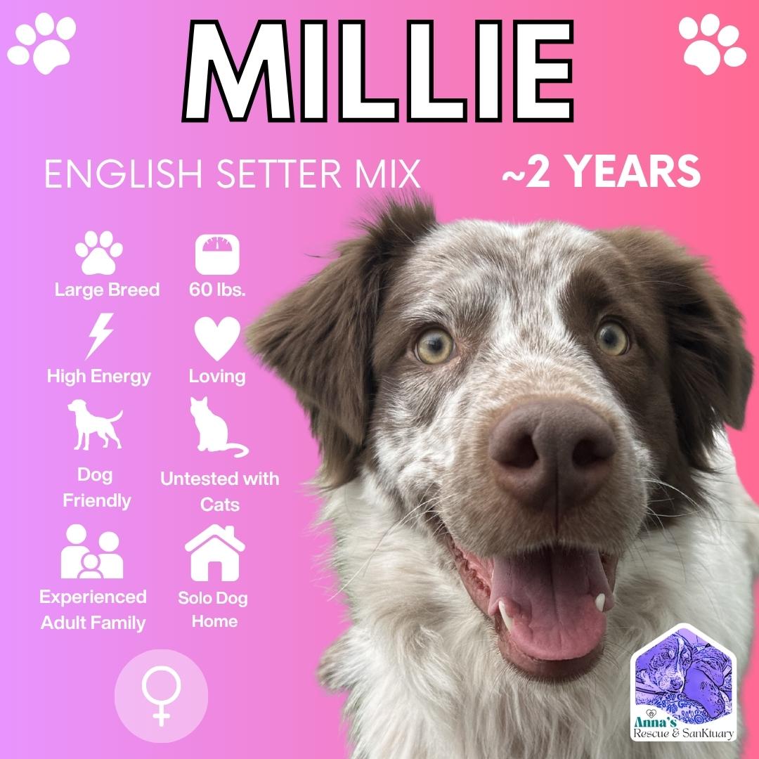Millie, Adoptable, Adult Female English Setter & Brittany Spaniel.