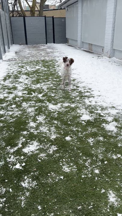 Enlarge Millie, a Adoptable mixed breed in Aurora, ON video 4/6