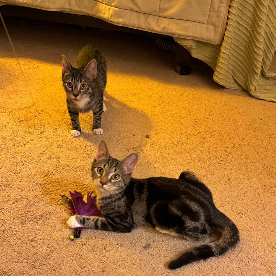 Enlarge Gemini, a Adoptable American Shorthair in Danbury, CT image 5/5