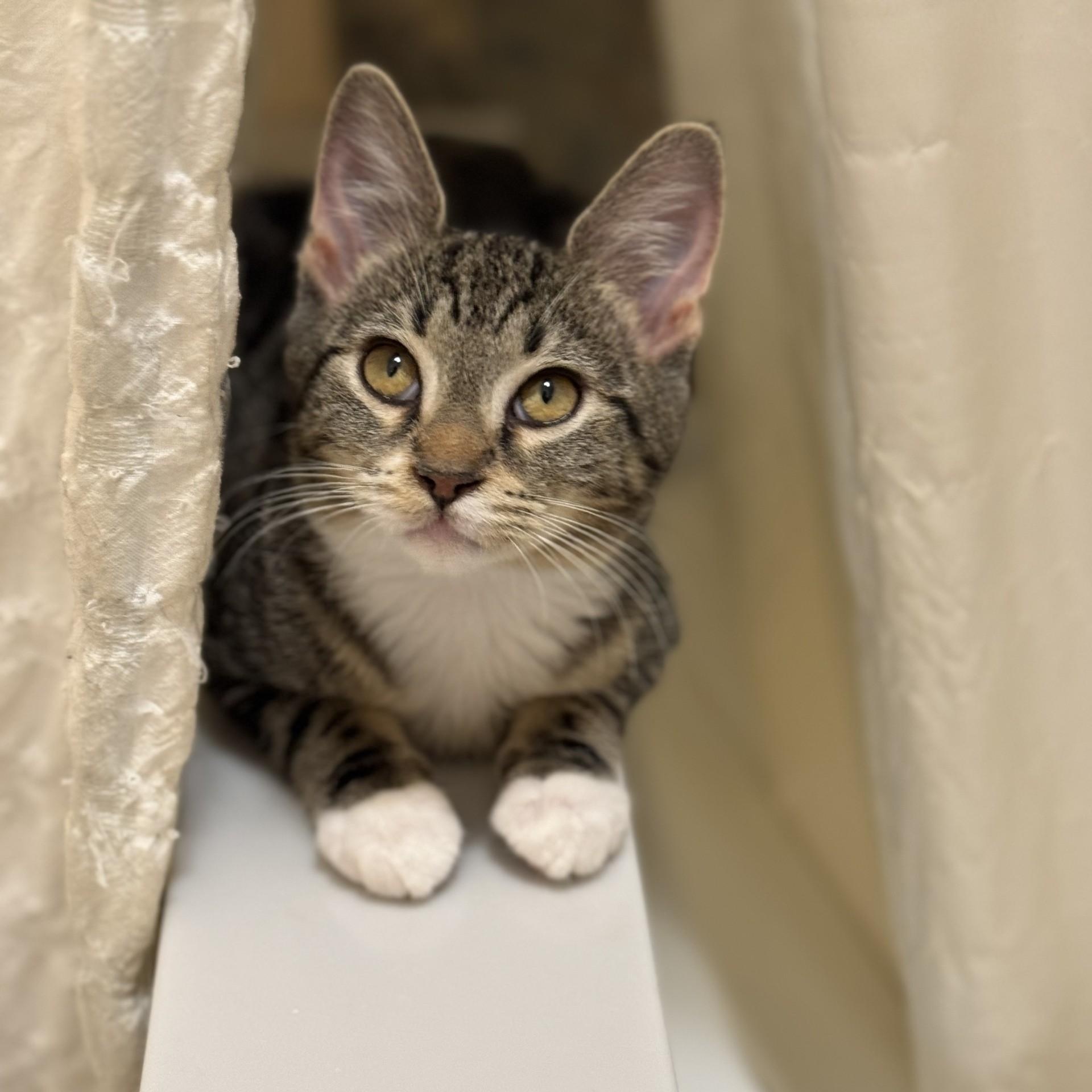 Enlarge Gemini, a Adoptable American Shorthair in Danbury, CT image 1/5