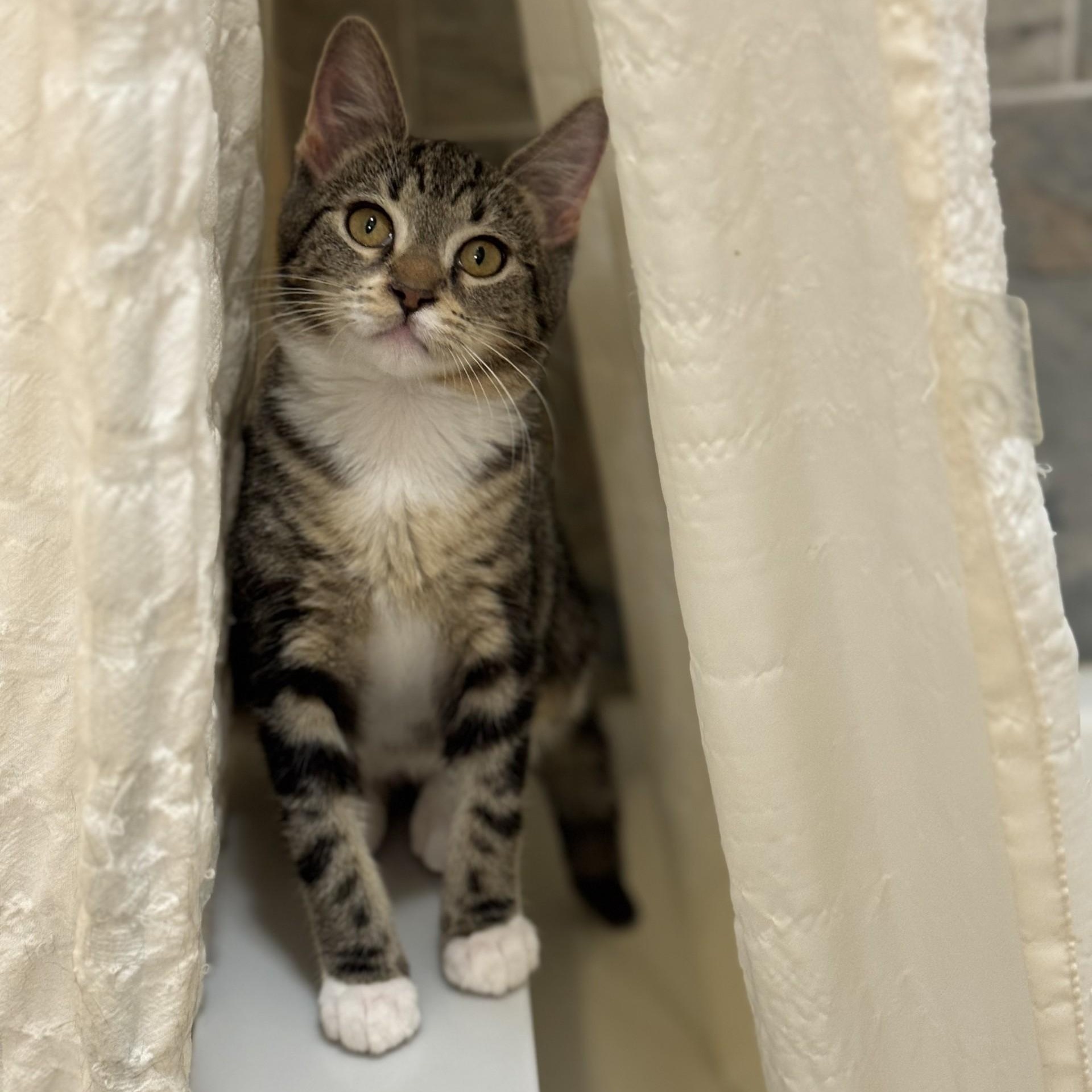 Enlarge Gemini, a Adoptable American Shorthair in Danbury, CT image 3/5