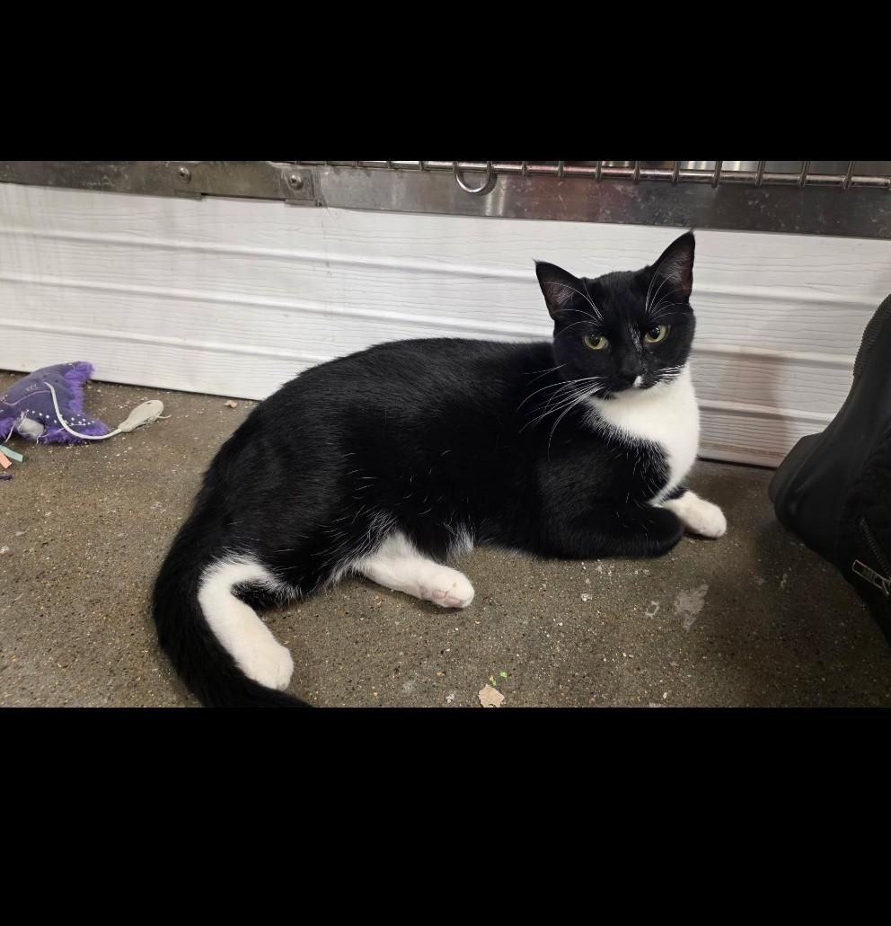 Sasha - cuddly, a Adoptable Domestic Short Hair in Hendersonville, TN image 3/4