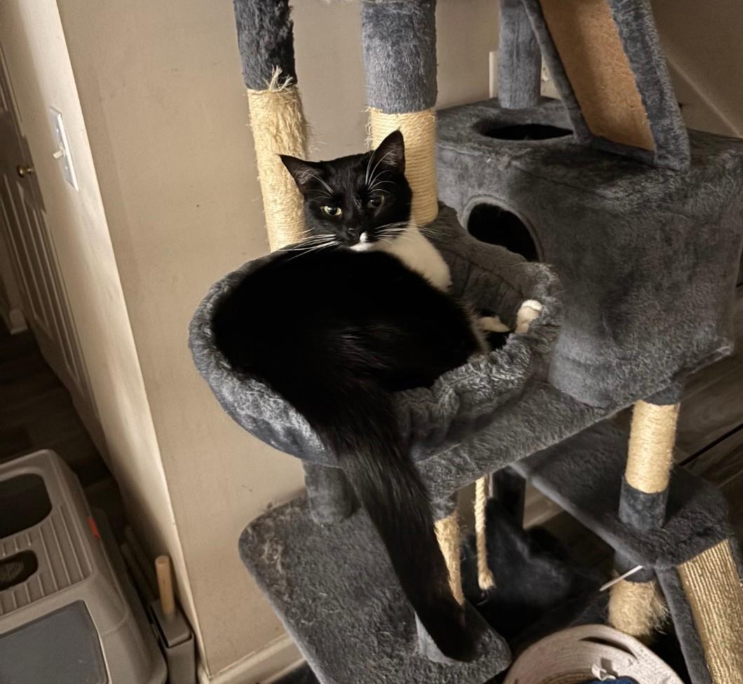 Sasha - cuddly, a Adoptable Domestic Short Hair in Hendersonville, TN image 4/4