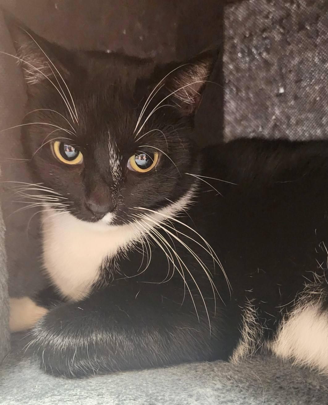 Sasha - cuddly, a Adoptable Domestic Short Hair in Hendersonville, TN image 2/4