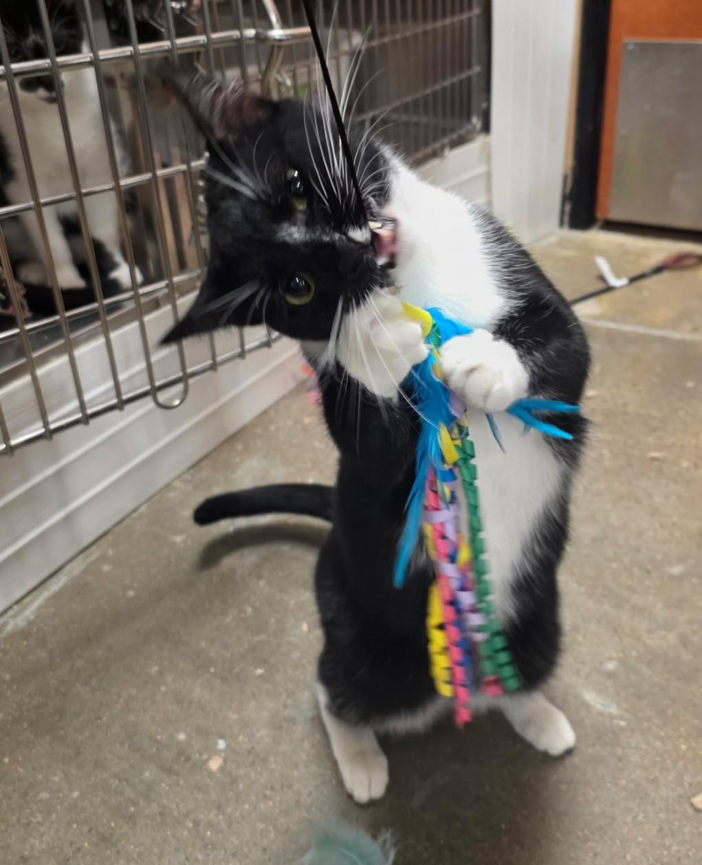 Sasha - cuddly, a Adoptable Domestic Short Hair in Hendersonville, TN image 1/4