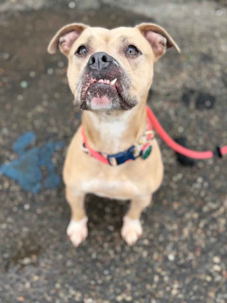 Enlarge Bella, a Adoptable mixed breed in Detroit, MI image 1/6