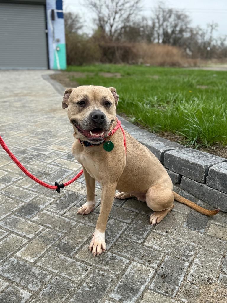 Enlarge Bella, a Adoptable mixed breed in Detroit, MI image 2/6