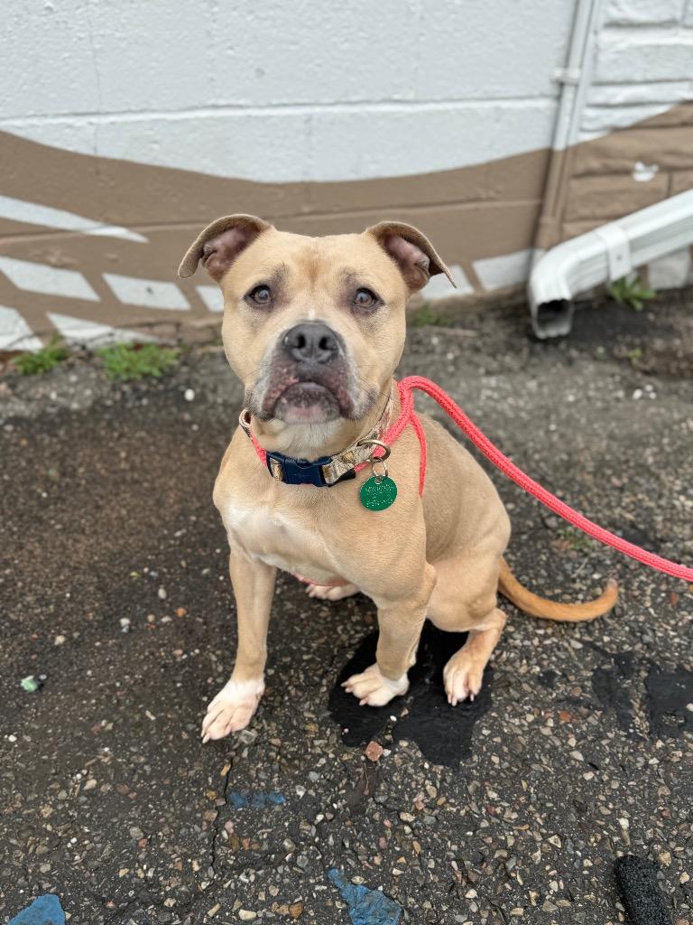 Enlarge Bella, a Adoptable mixed breed in Detroit, MI image 3/6