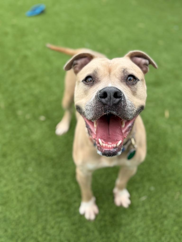 Enlarge Bella, a Adoptable mixed breed in Detroit, MI image 4/6