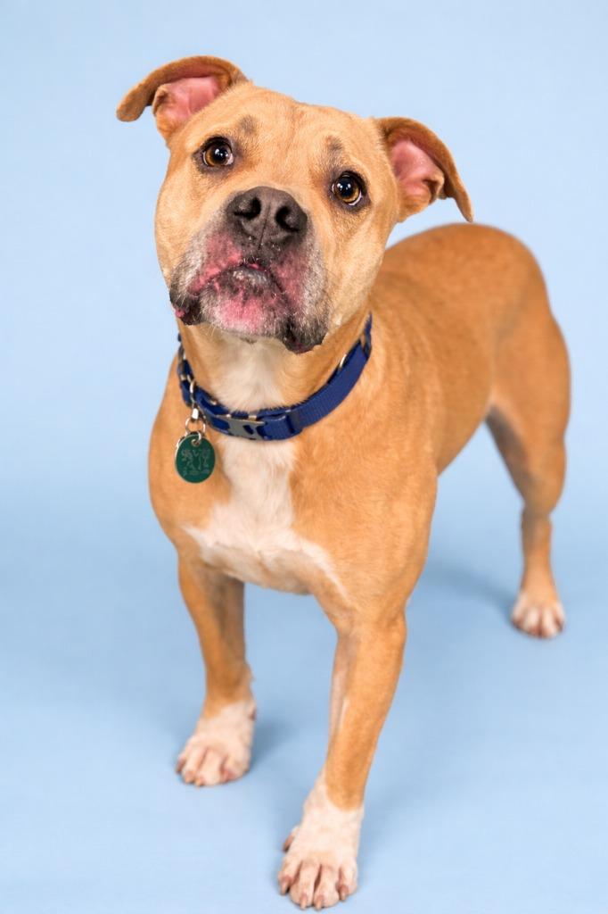 Enlarge Bella, a Adoptable mixed breed in Detroit, MI image 5/6