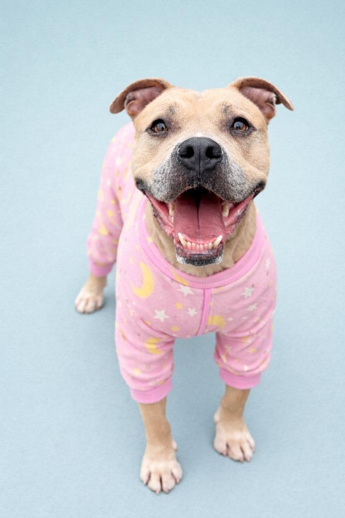 Enlarge Bella, a Adoptable mixed breed in Detroit, MI image 6/6