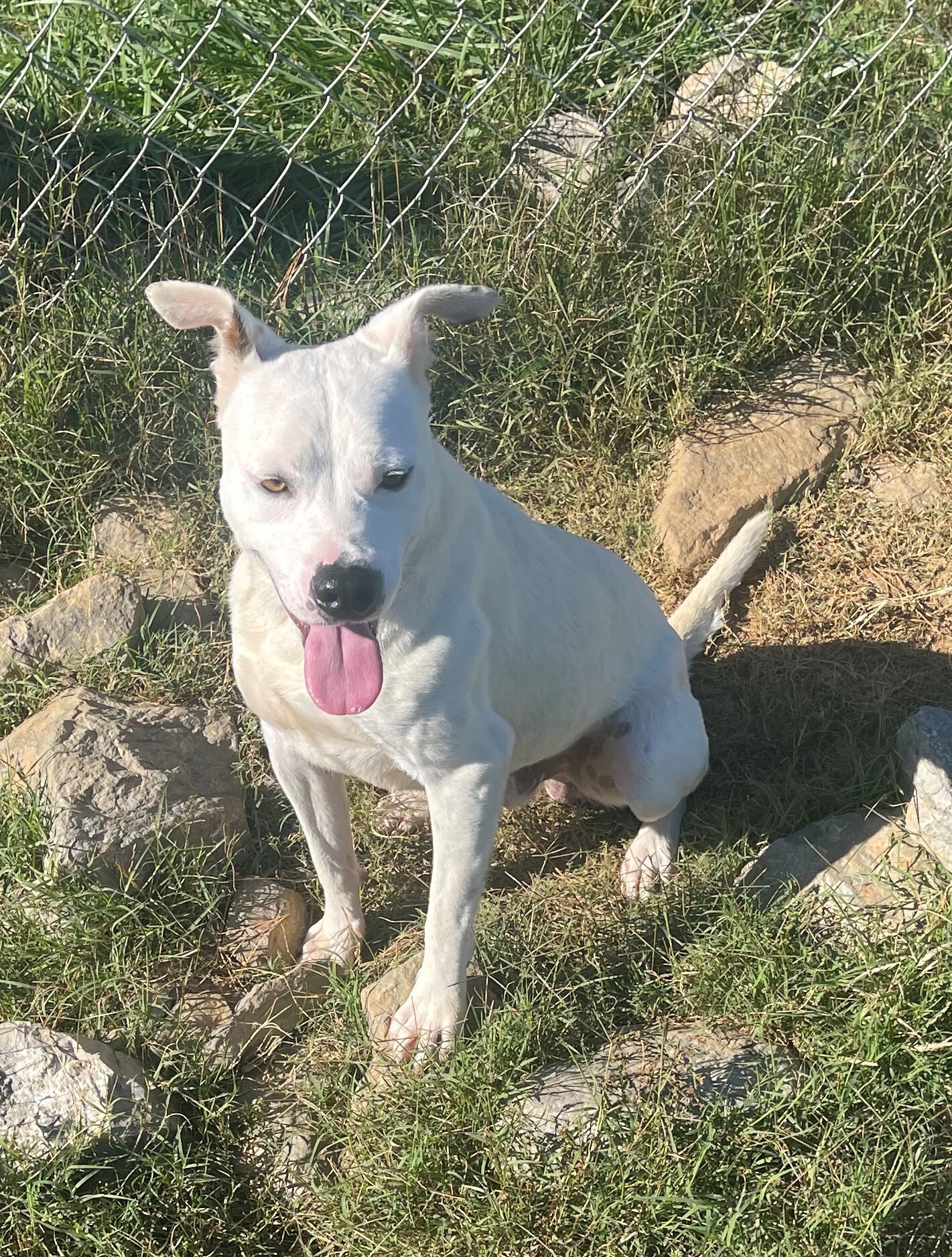 Snowball, a Adoptable mixed breed in Rogersville, TN image 2/10
