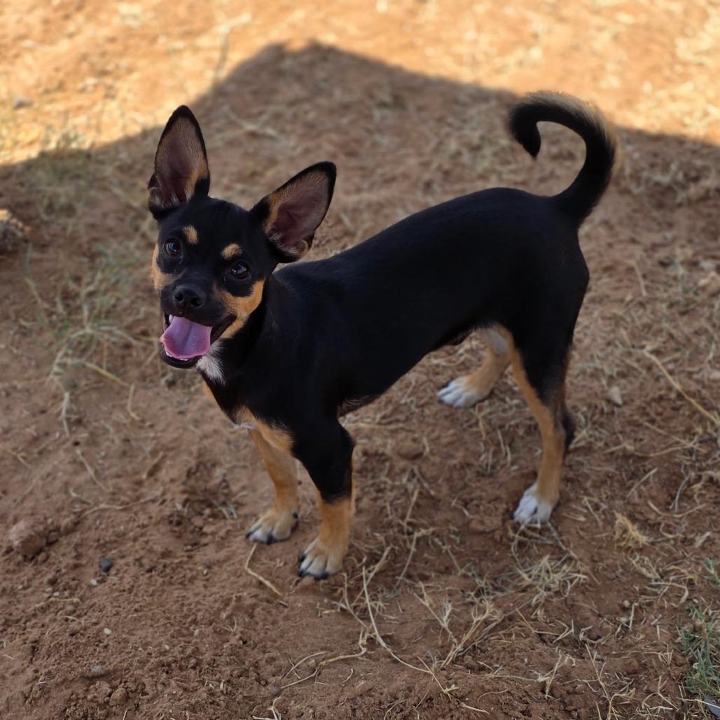 Eddy, Adoptable, Young Male Dachshund & Pug.