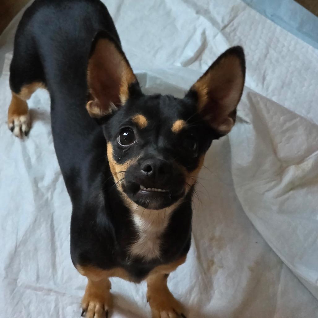 Enlarge Eddy, a Adoptable mixed breed in Oxford, ME image 2/2