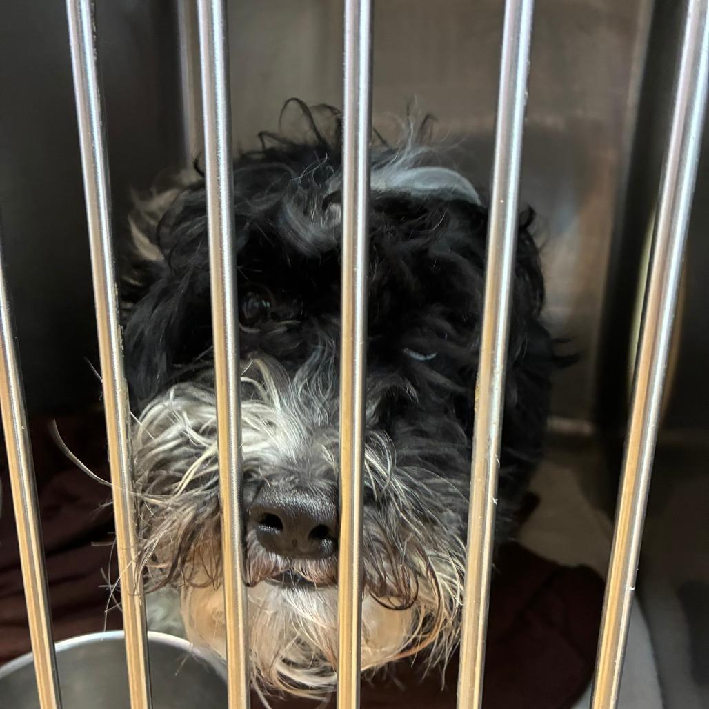 Tuck, Adoptable, Adult Male Coton de Tulear & Mixed Breed.