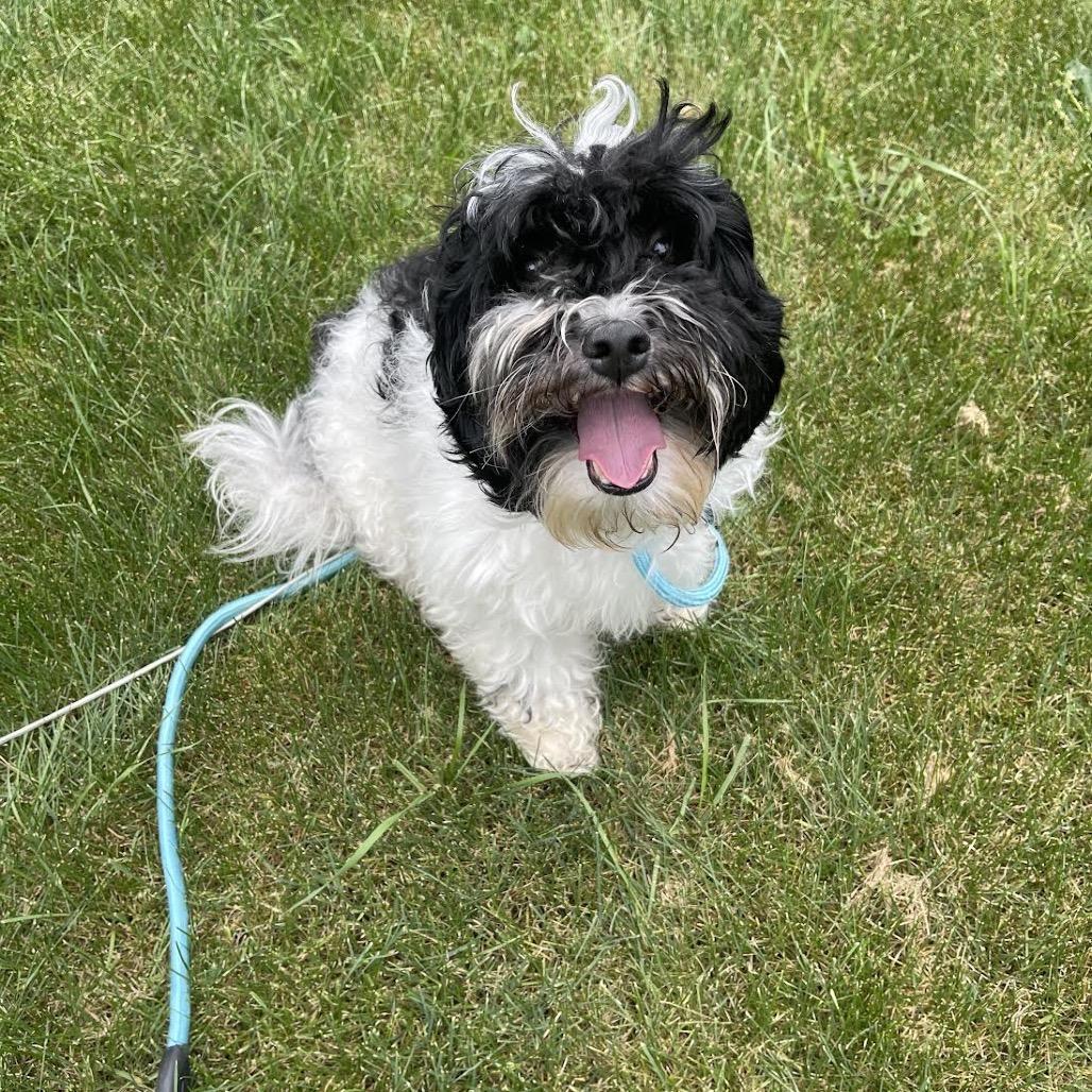 Enlarge Tuck, a Adoptable mixed breed in Northbrook, IL image 2/4