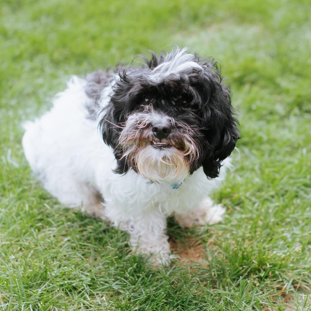 Enlarge Tuck, a Adoptable mixed breed in Northbrook, IL image 3/4