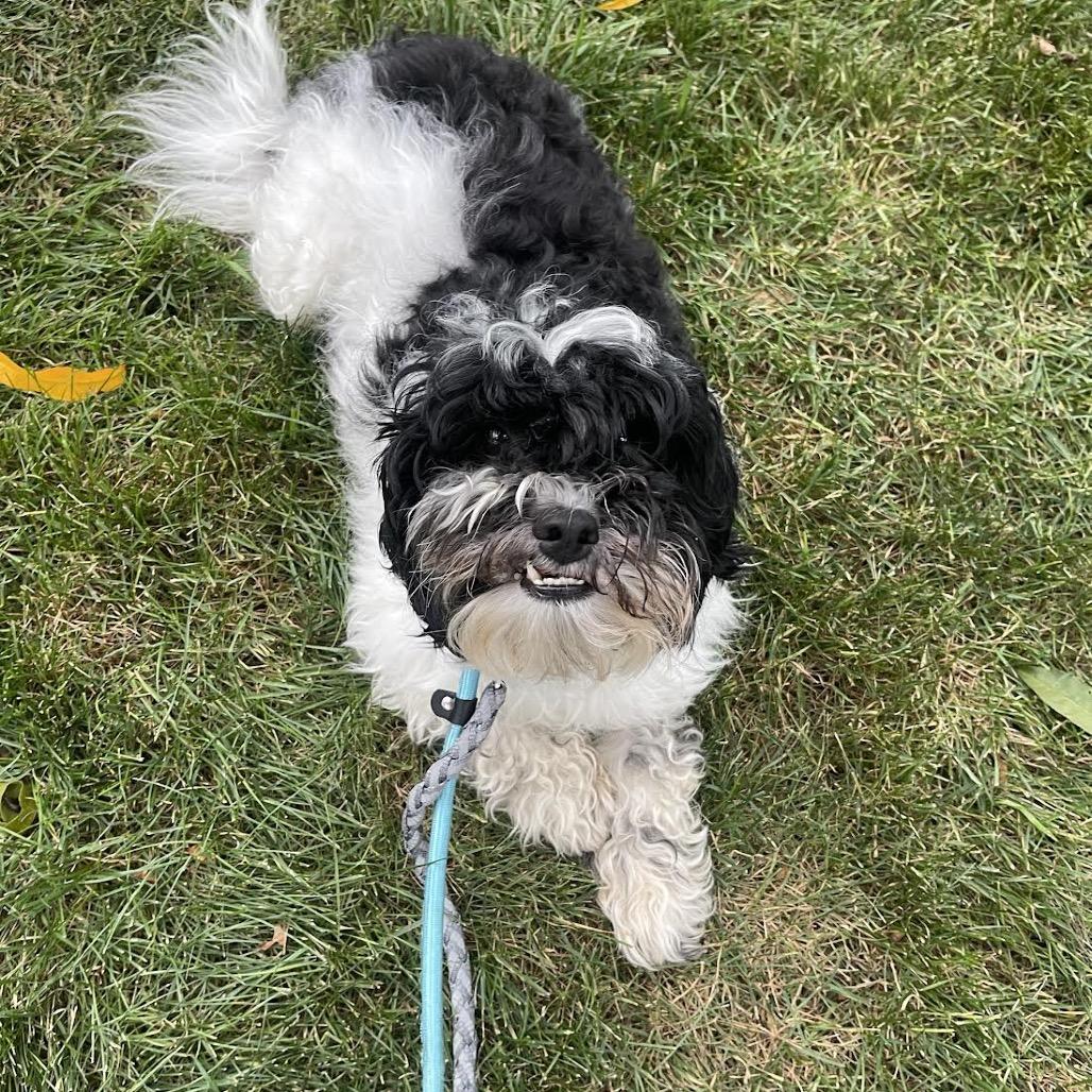 Enlarge Tuck, a Adoptable mixed breed in Northbrook, IL image 4/4
