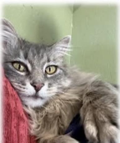 Enlarge Phoenix, a ADOPTABLE mixed breed in Waseca, MN image 1/3