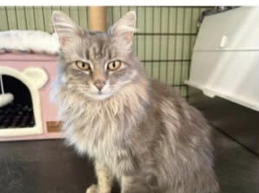 Enlarge Phoenix, a ADOPTABLE mixed breed in Waseca, MN image 3/3