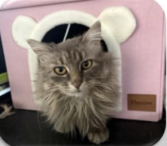 Enlarge Phoenix, a ADOPTABLE mixed breed in Waseca, MN image 2/3