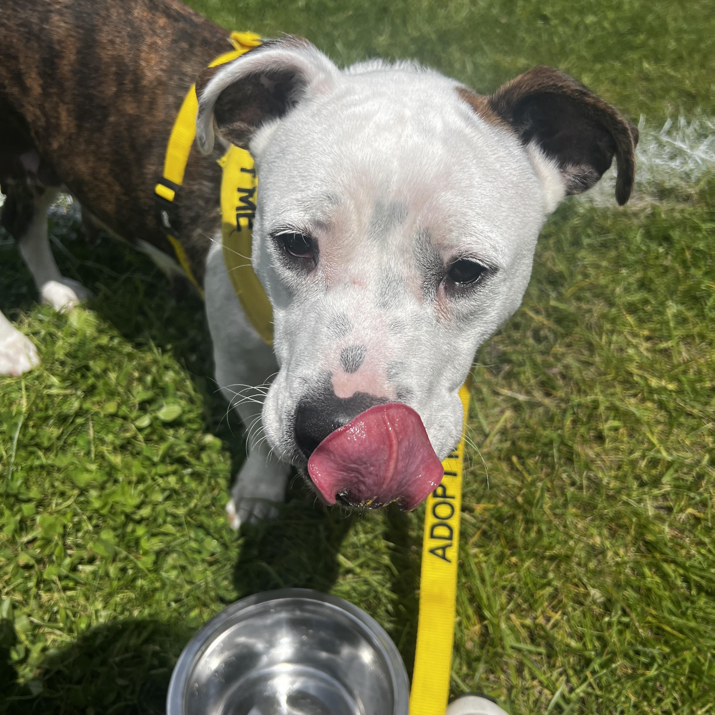 Enlarge Zuma, a ADOPTABLE mixed breed in Oswego, IL image 2/4