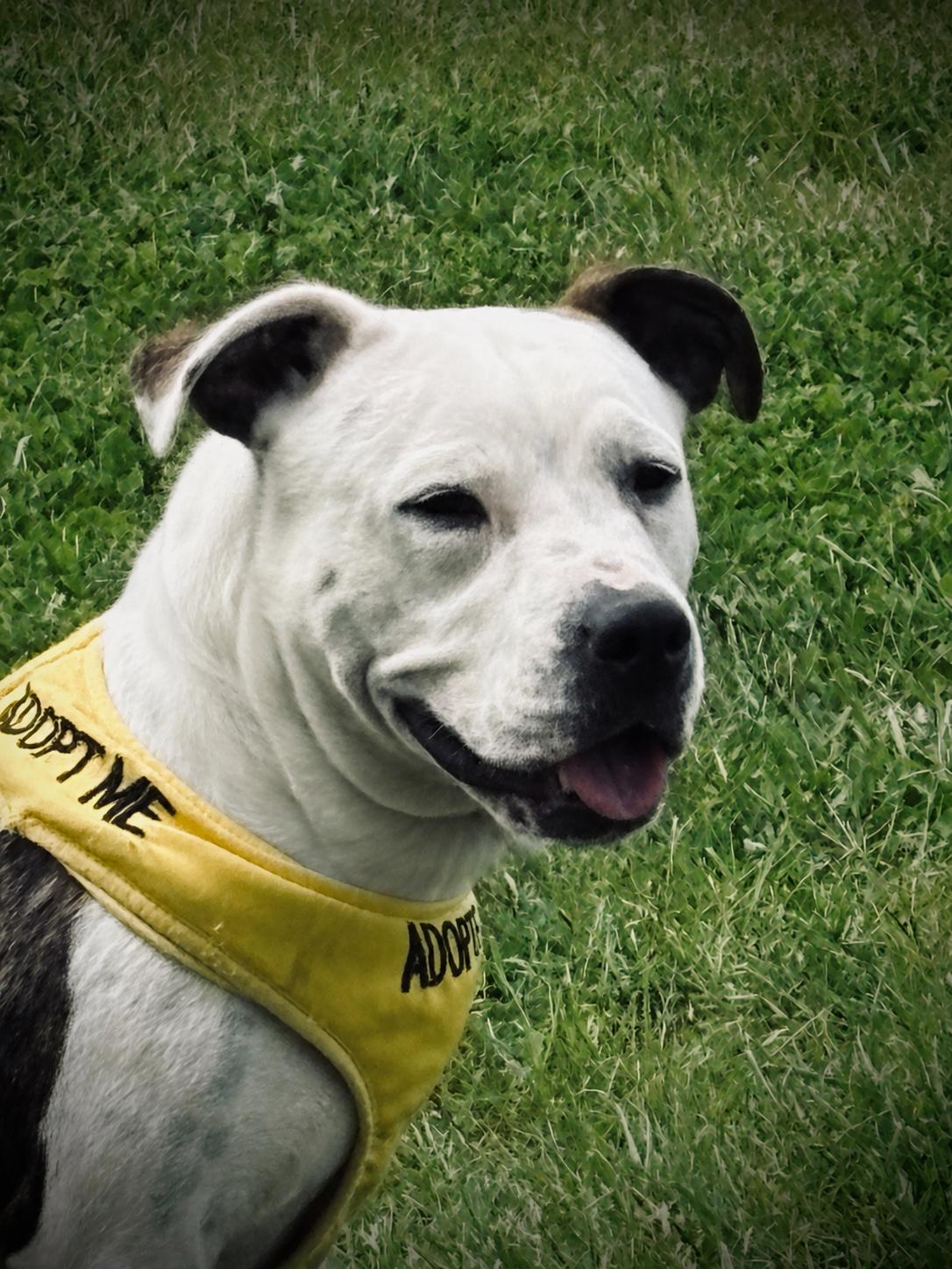 Enlarge Zuma, a ADOPTABLE mixed breed in Oswego, IL image 4/4