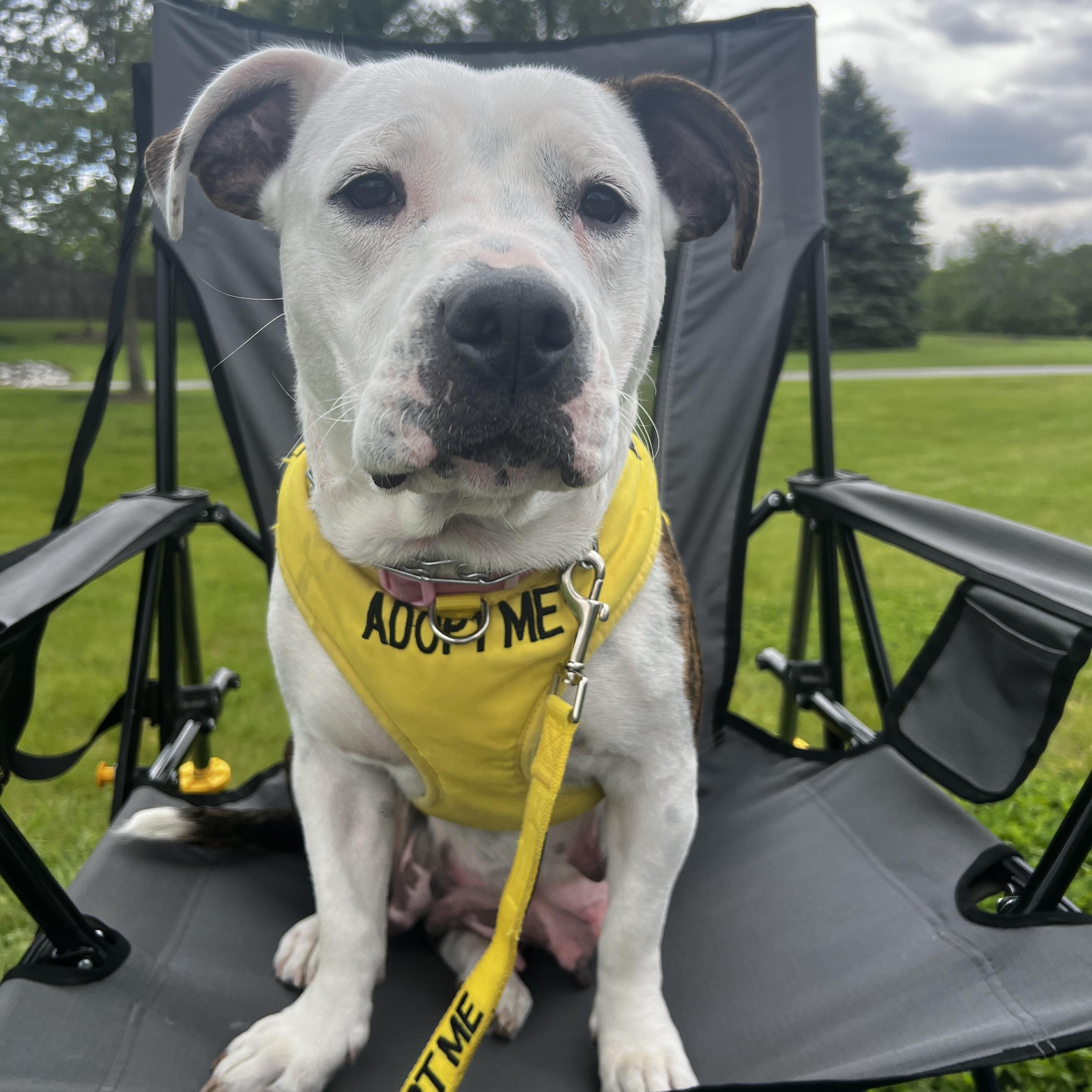 Enlarge Zuma, a ADOPTABLE mixed breed in Oswego, IL image 3/4
