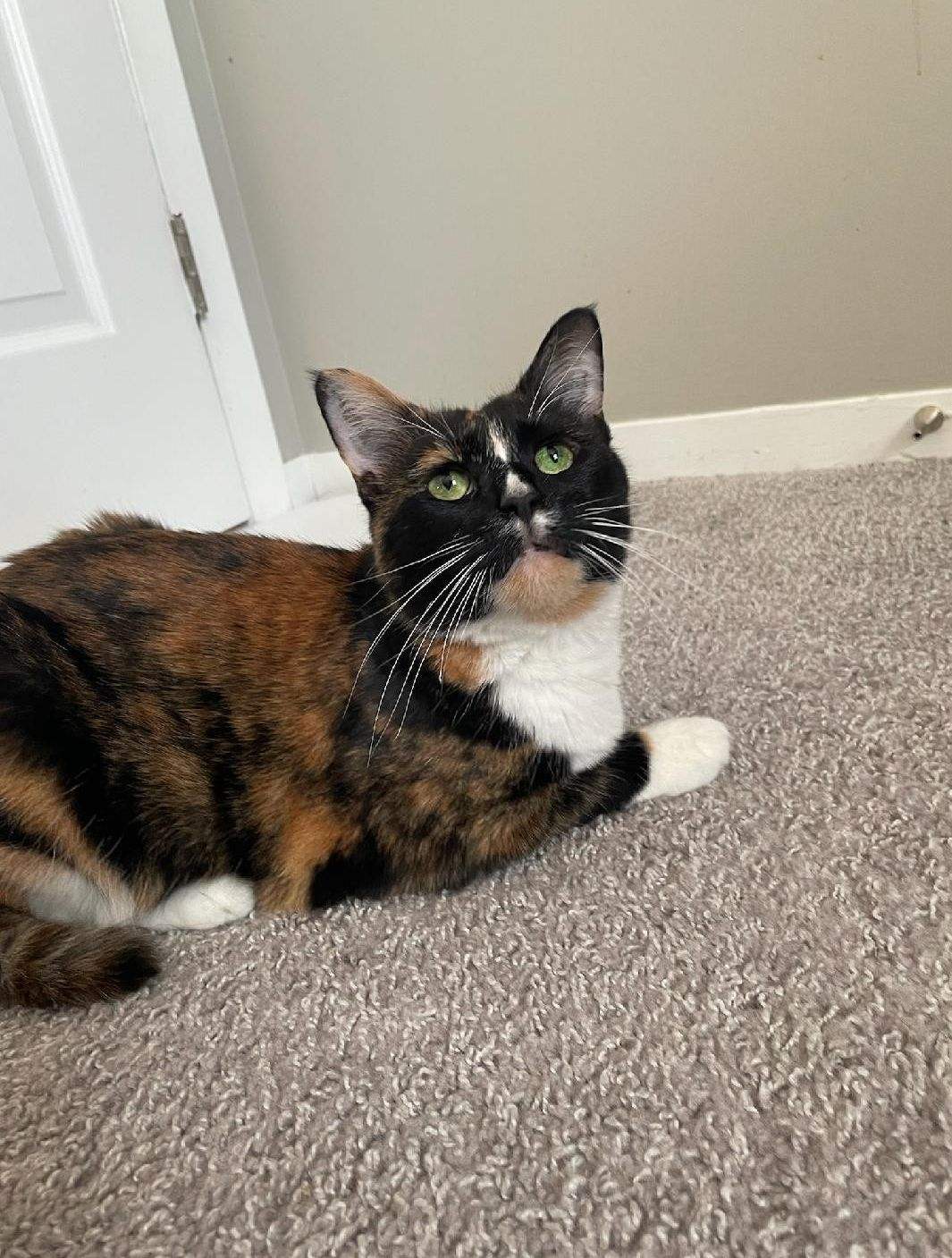 Gracie