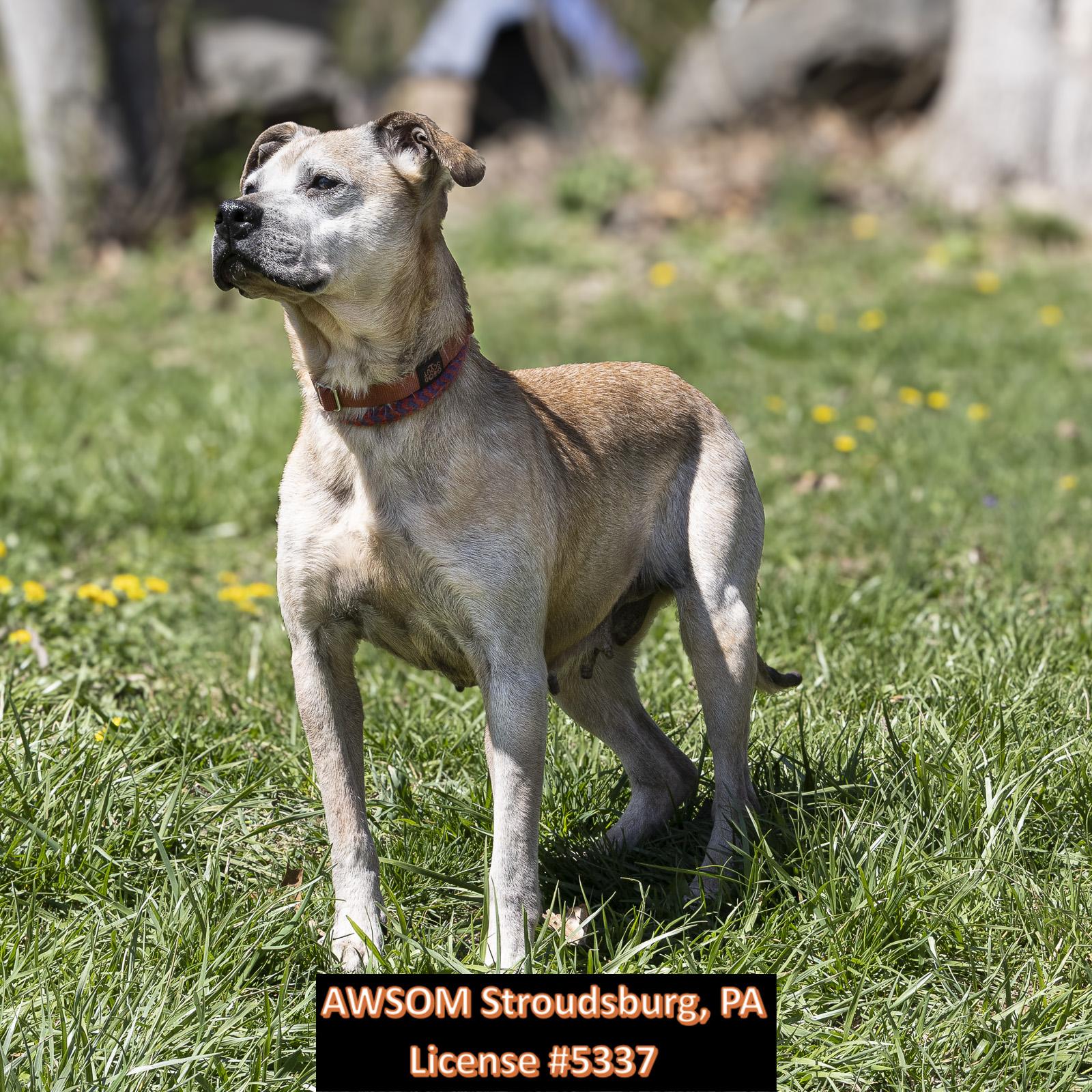 Enlarge Peanut, a ADOPTABLE mixed breed in Stroudsburg, PA image 2/2