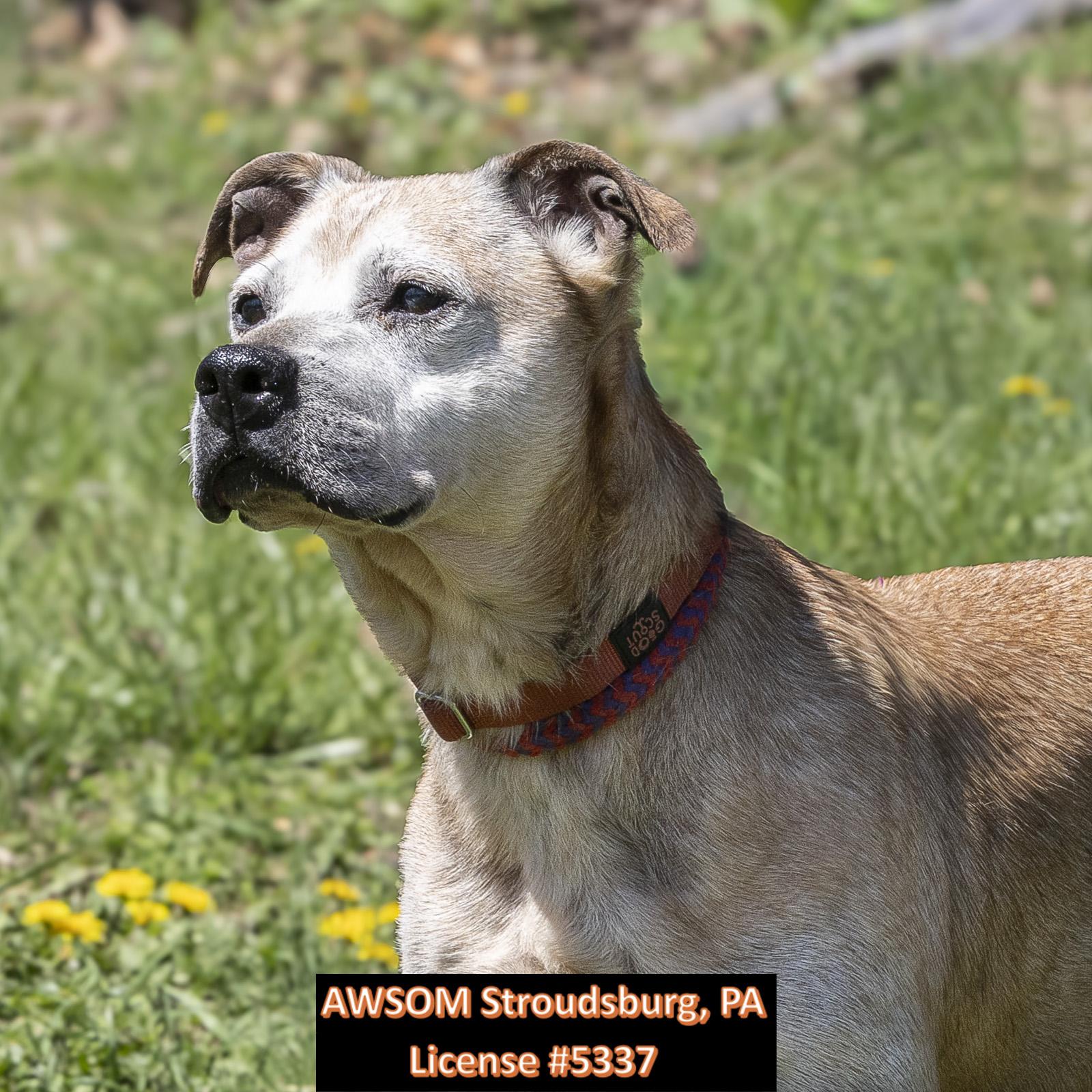 Enlarge Peanut, a ADOPTABLE mixed breed in Stroudsburg, PA image 1/2