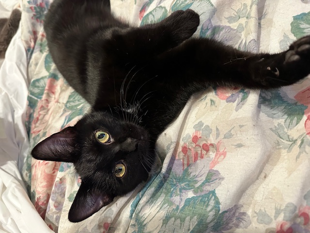 Purrsley and Pippa, Adoptable, Young Female Domestic Short Hair.