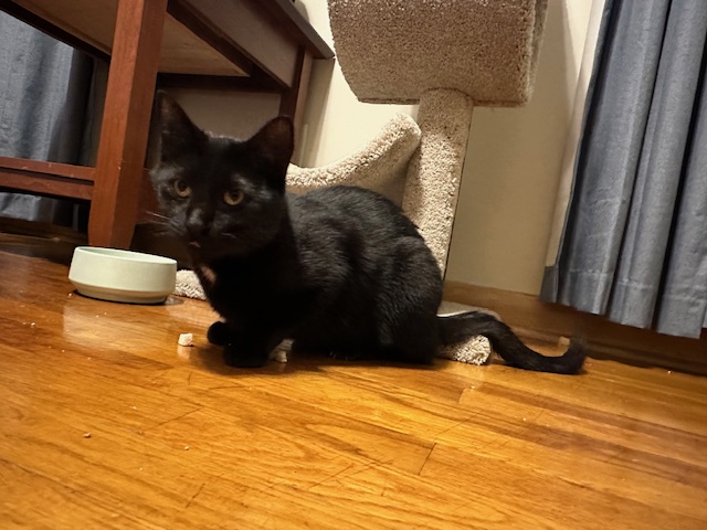 Enlarge Purrsley and Pippa, a Adoptable Domestic Short Hair in Atwater, OH image 2/3