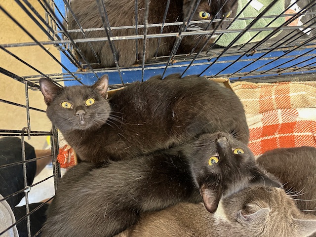 Enlarge Purrsley and Pippa, a Adoptable Domestic Short Hair in Atwater, OH image 3/3