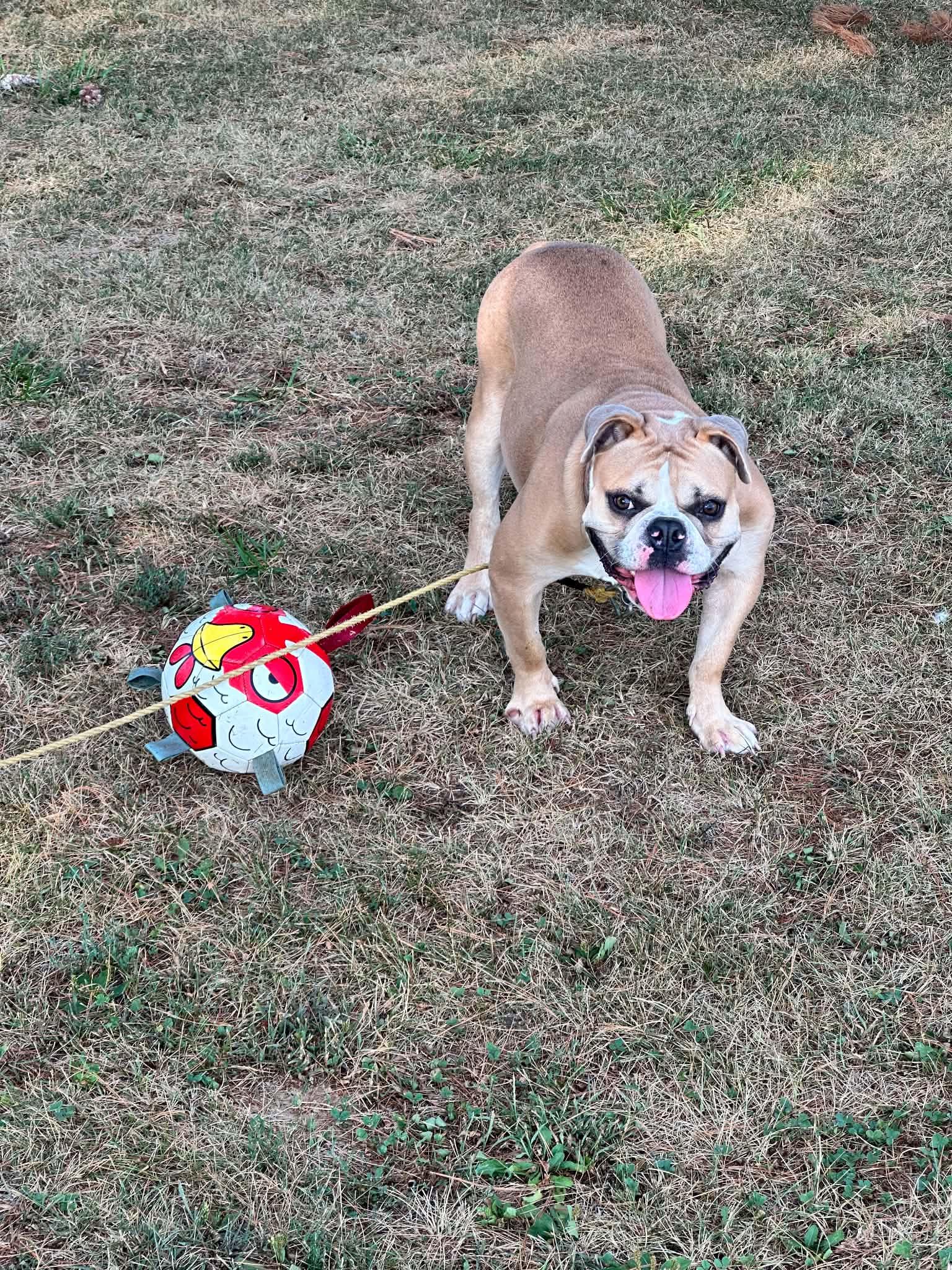 Enlarge Nola, a Adoptable English Bulldog in Decatur, IL image 2/2