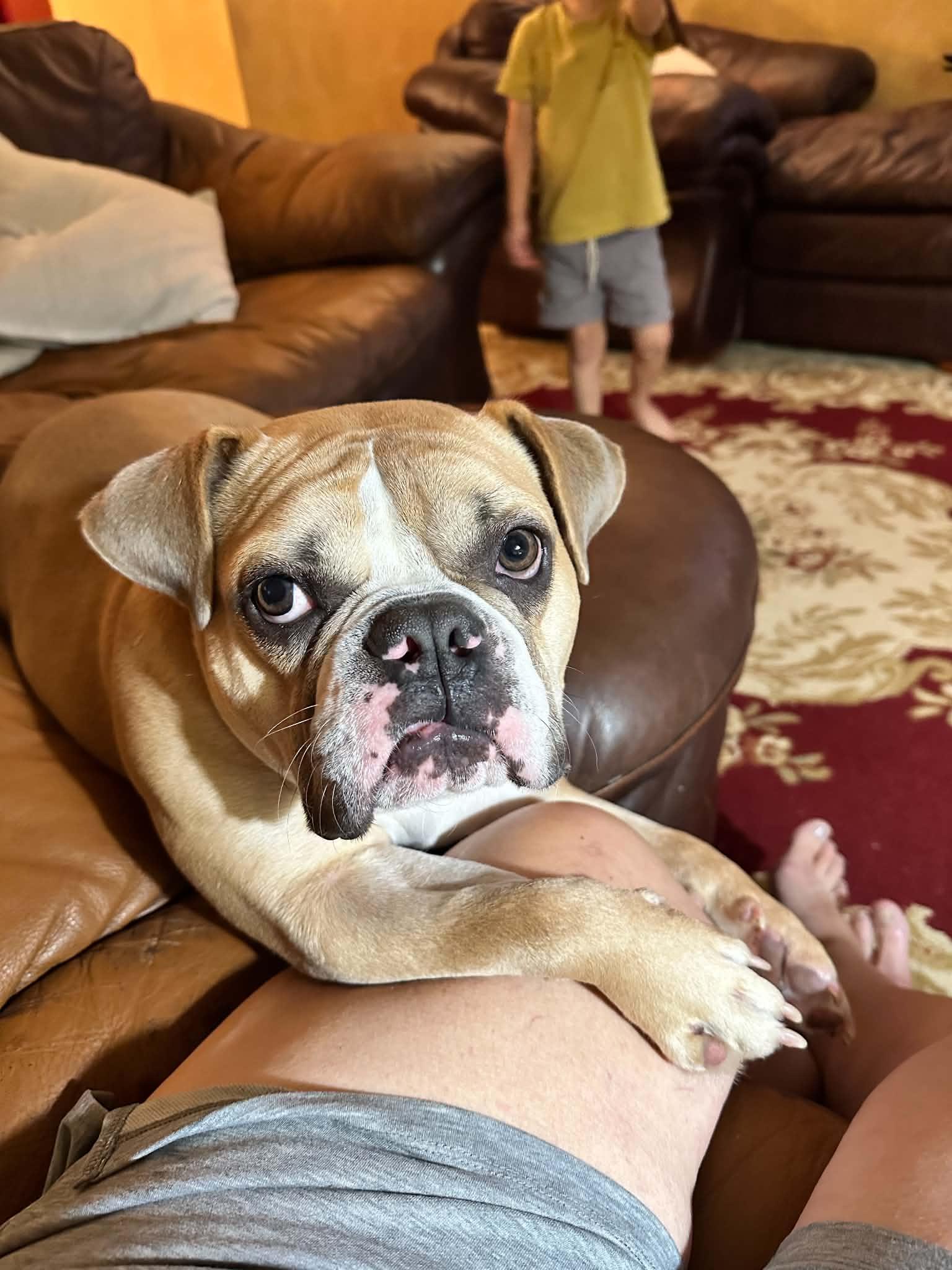 Nola, Adoptable, Young Female English Bulldog.