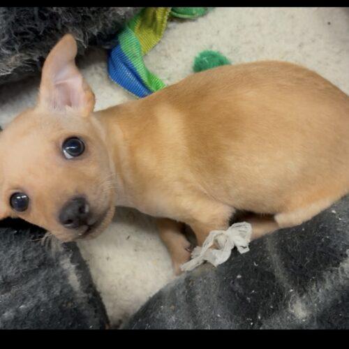 Enlarge Mason, a Adoptable mixed breed in Sanford, NC image 2/3