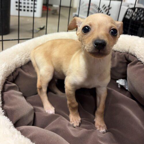 Enlarge Mason, a Adoptable mixed breed in Sanford, NC image 3/3