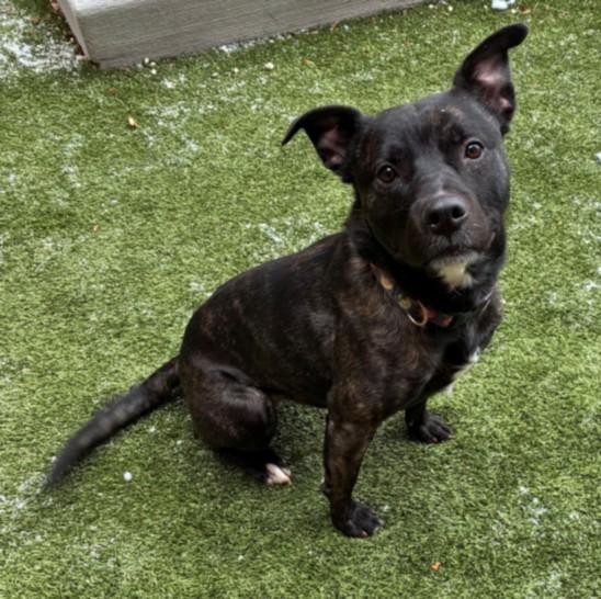 LOMBARDI, Adoptable, Young Male Pit Bull Terrier.