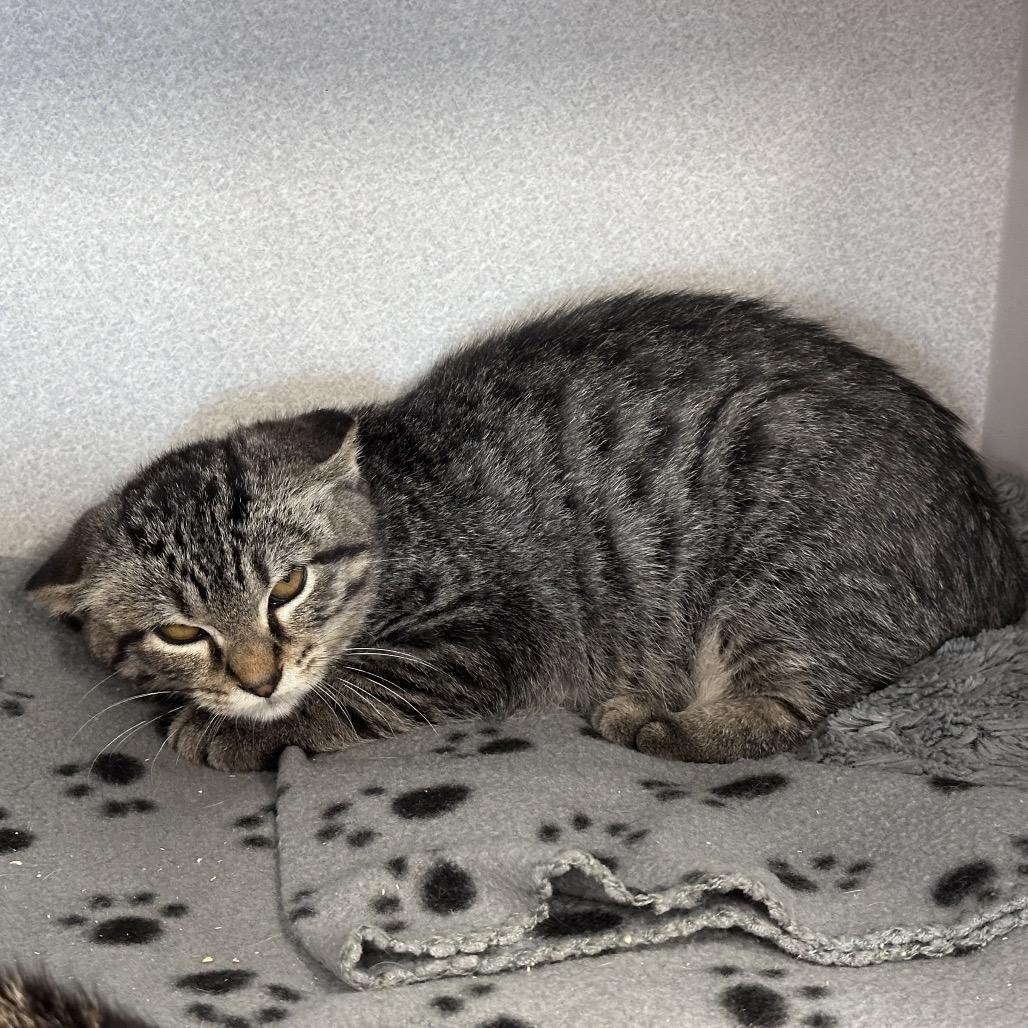 Enlarge Nado, a Adoptable Domestic Short Hair in Mount Vernon, IN image 1/2