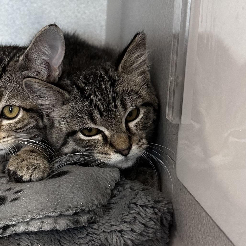 Enlarge Nado, a Adoptable Domestic Short Hair in Mount Vernon, IN image 2/2