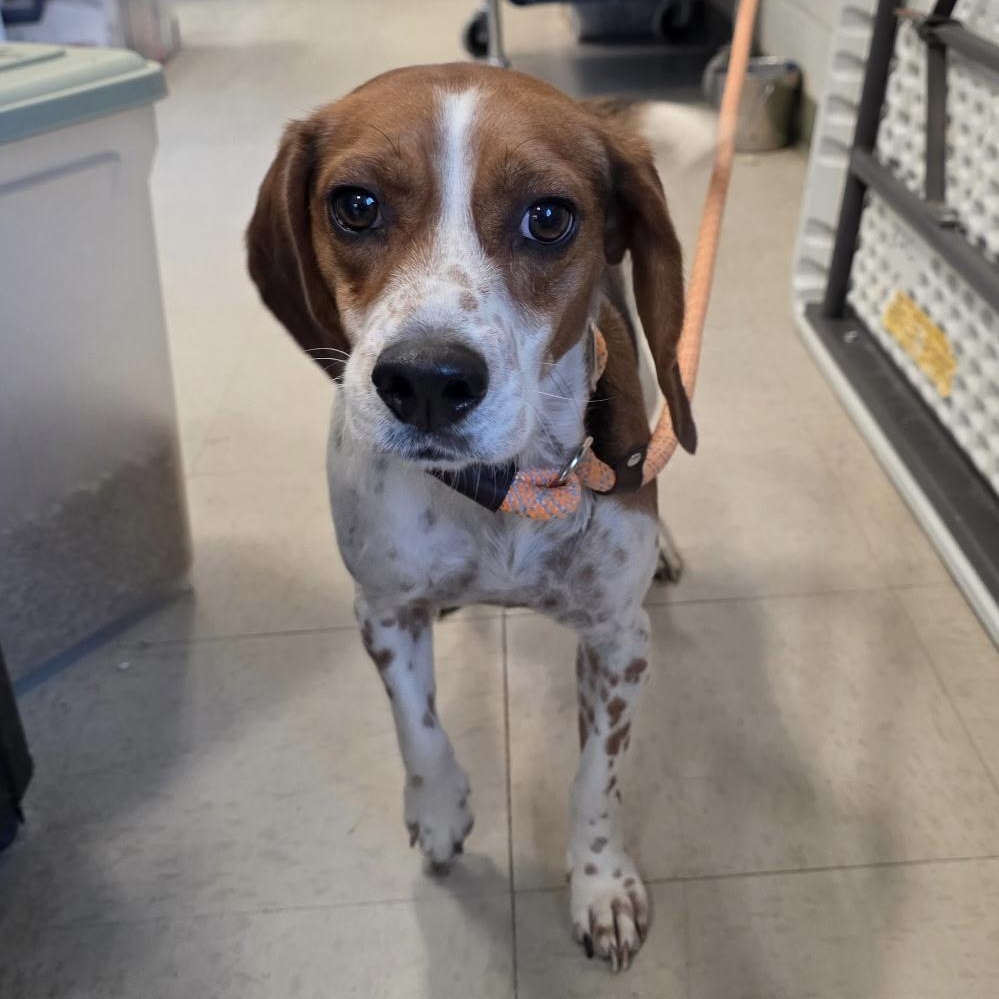 Enlarge Winnie , an adopted Beagle in Monroe, GA image 1/3