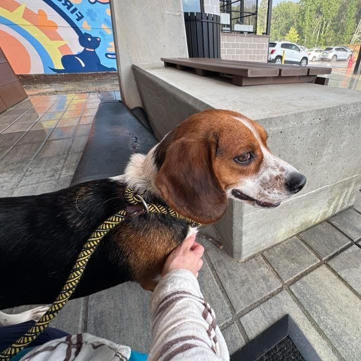 Enlarge Winnie , an adopted Beagle in Monroe, GA image 2/3